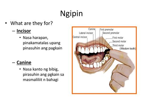 Bunging ngipin in English with contextual examples .